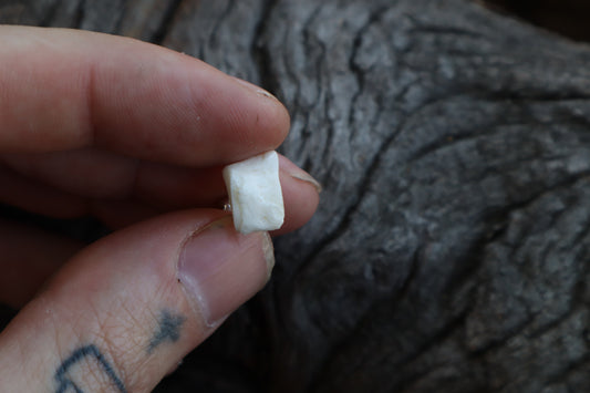Gray Wolf Bone Stud Earring