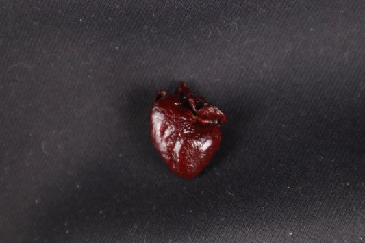 Dry Preserved Baby Beaver Heart