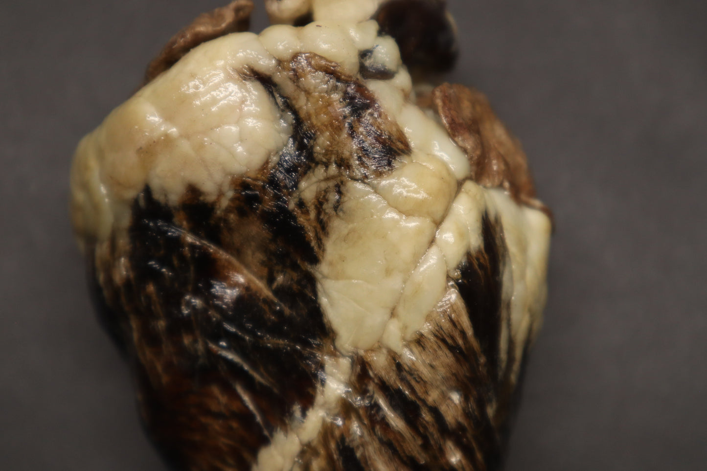 Dry Preserved Whitetail Deer Heart - Natural Color