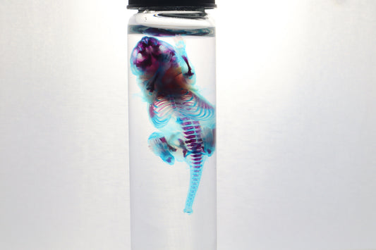 Diaphonized Baby Mouse
