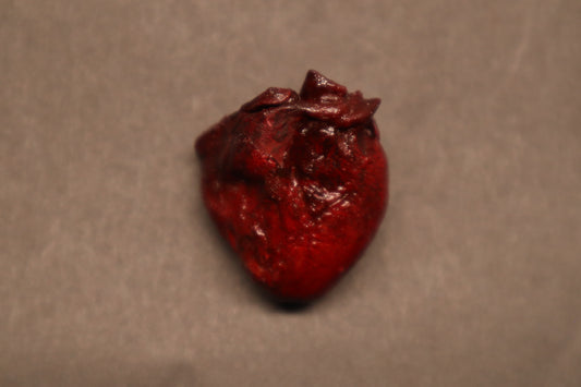 Dry Preserved Raccoon Heart