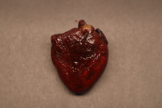 Dry Preserved Bobcat Heart