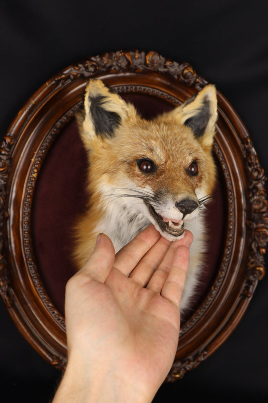 Taxidermy Red Fox in Ornate Frame