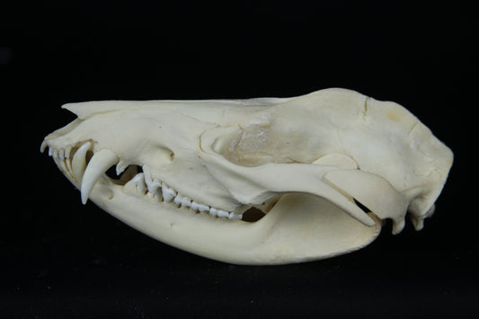 Opossum Skull
