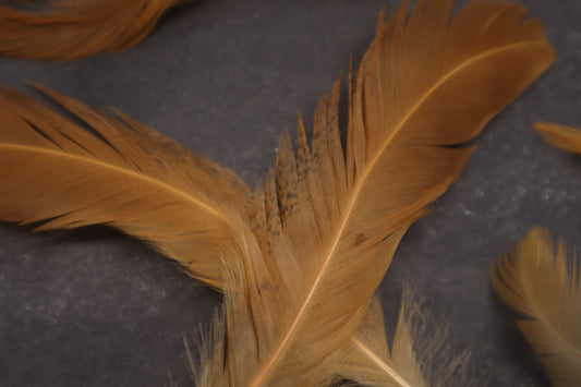 Orpington Rooster Feathers (15)