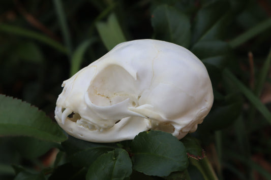Kitten Skull