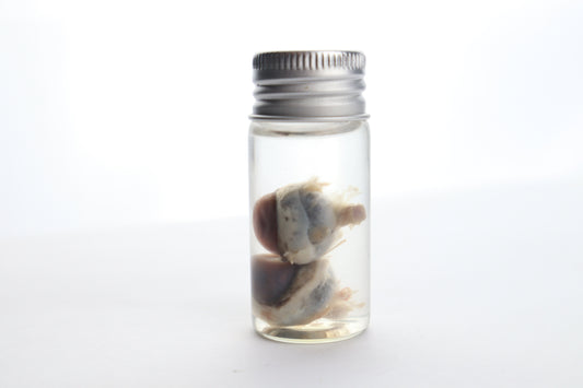 Raccoon Eyes Wet Specimen