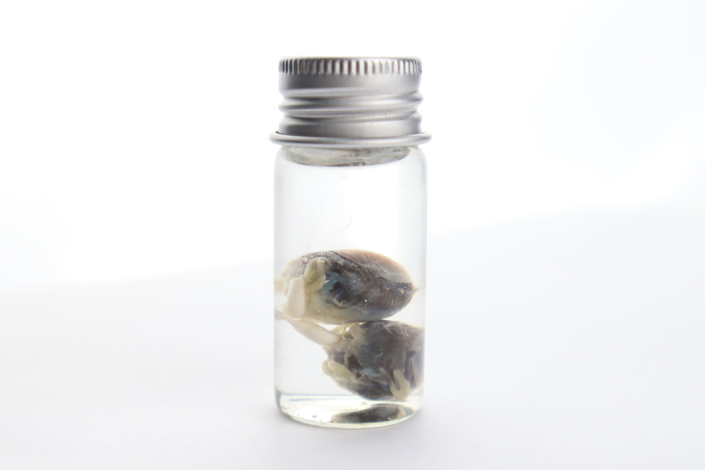 Squirrel Eyes Wet Specimen