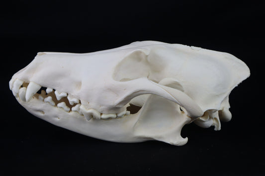 Coyote Skull