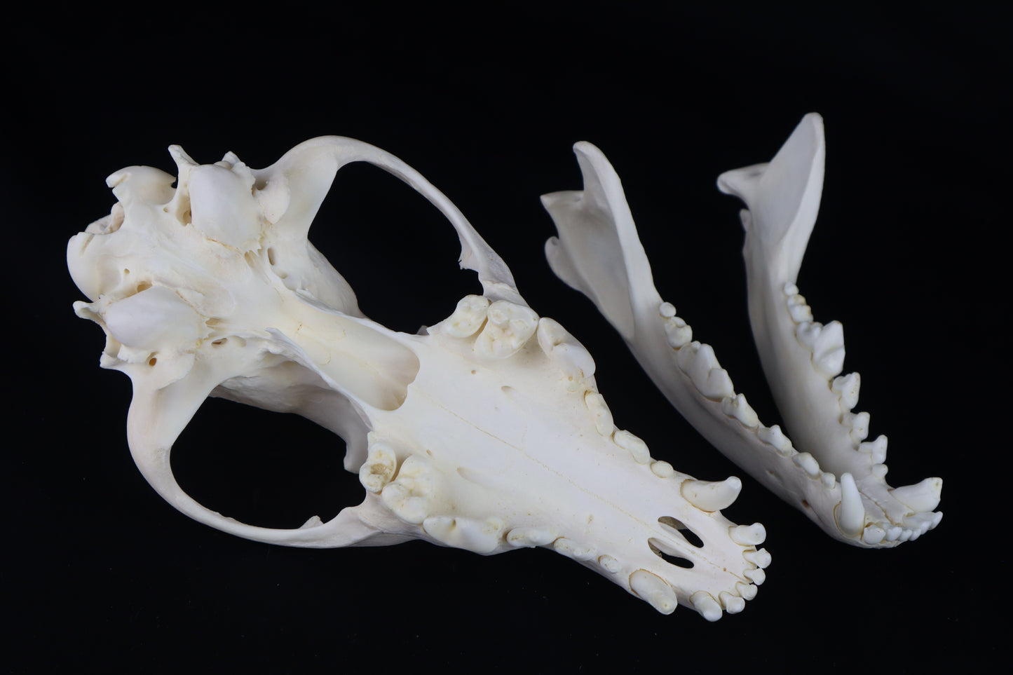 Coyote Skull
