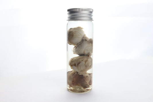 Coyote Eyes Wet Specimen - Set of 4