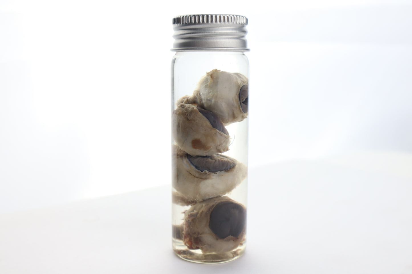 Coyote Eyes Wet Specimen - Set of 4