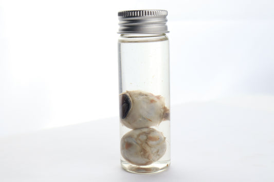 Coyote Eyes Wet Specimen