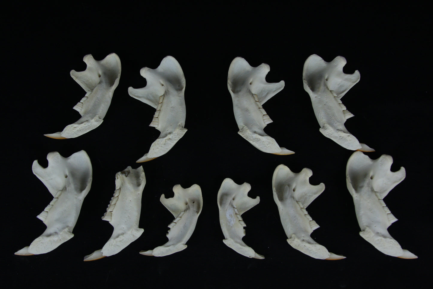 Craft Beaver Mandible