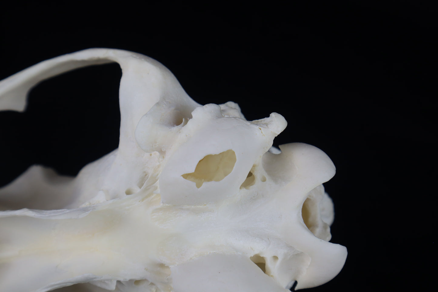 Coyote Skull