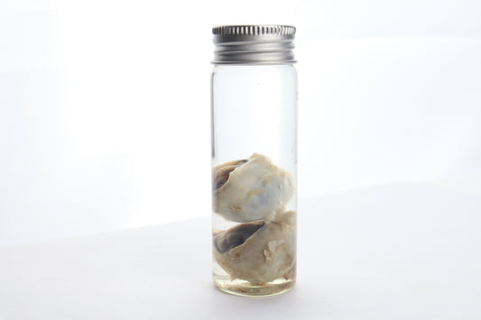 Coyote Eyes Wet Specimen