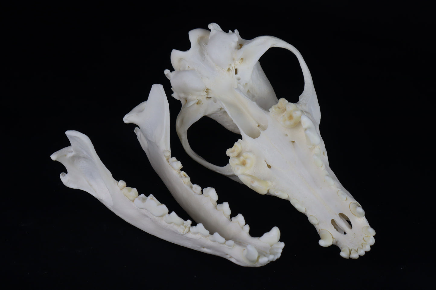 Coyote Skull
