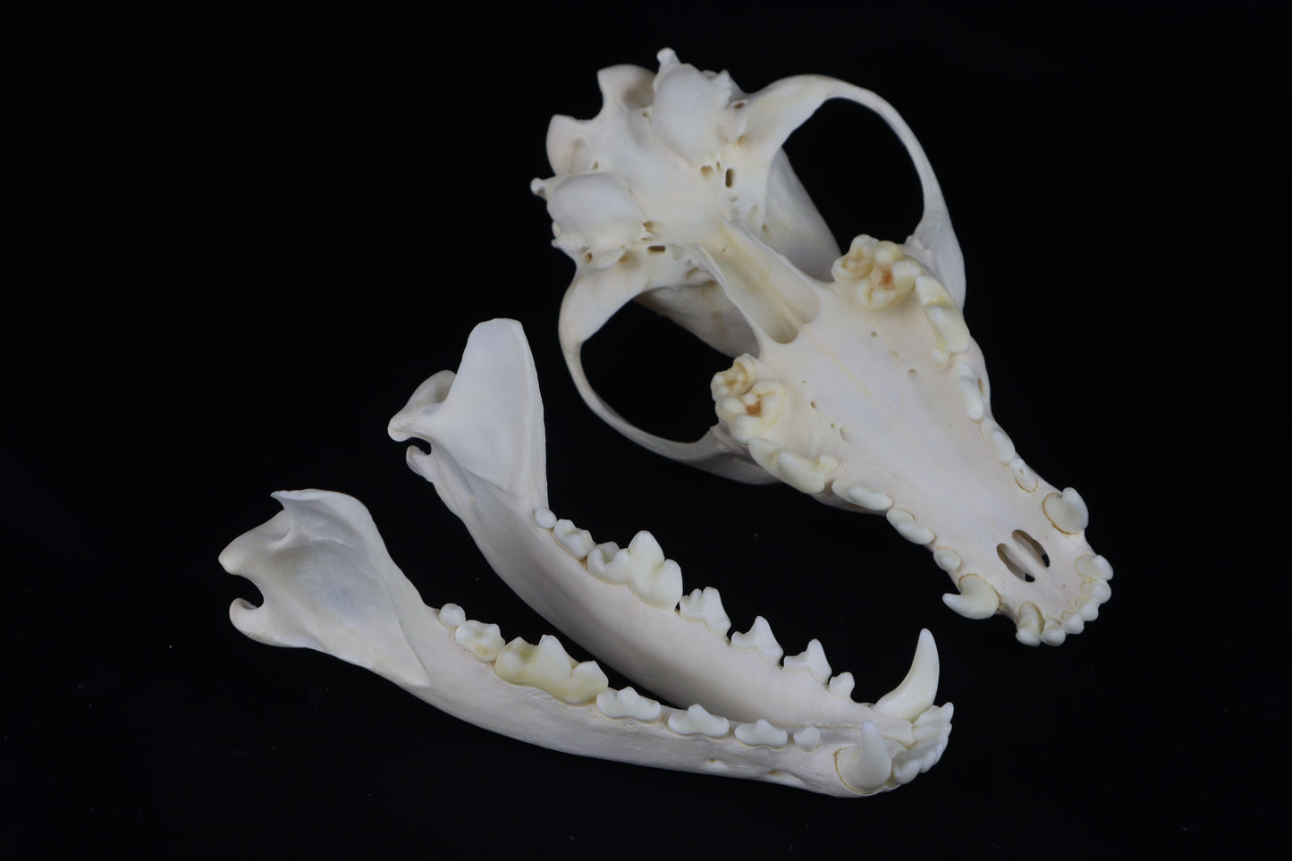 Coyote Skull