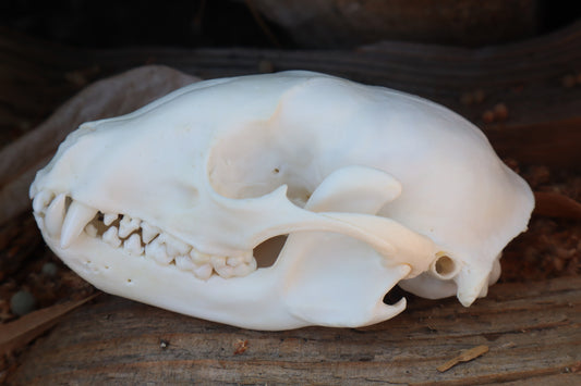 Raccoon Skull