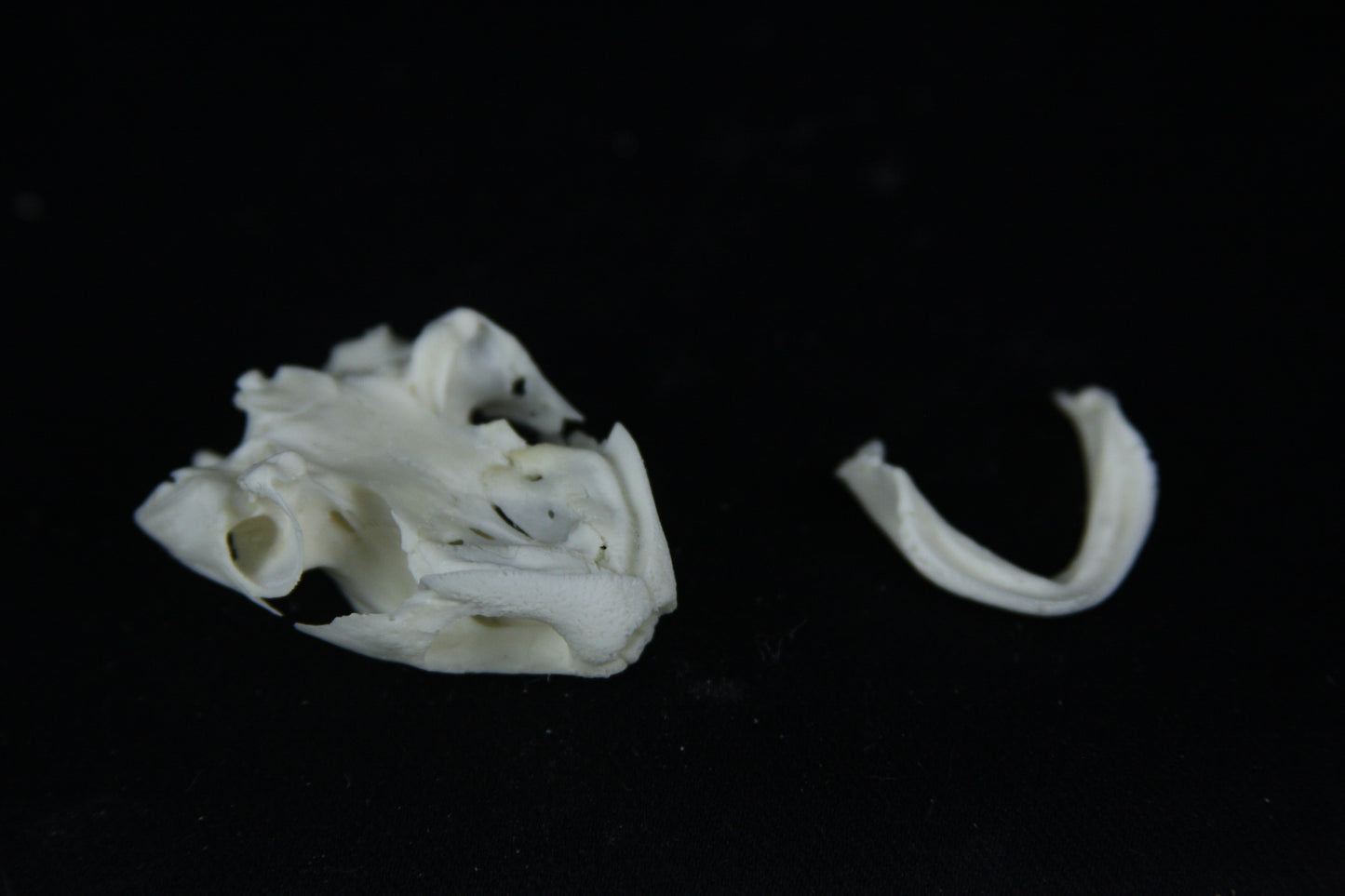 Red Eared Slider Skull