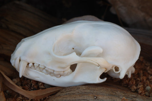 Raccoon Skull