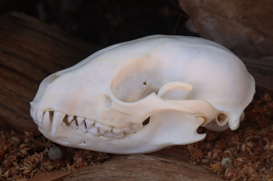 Raccoon Skull