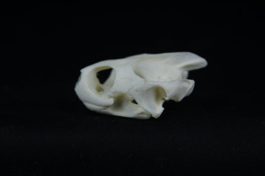 Red Eared Slider Skull