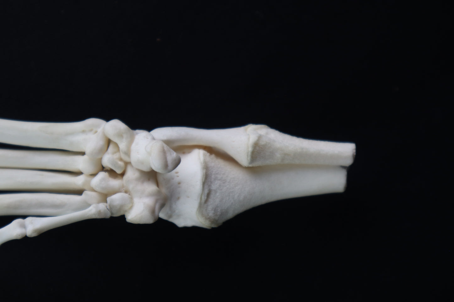 Coyote Paw Articulation