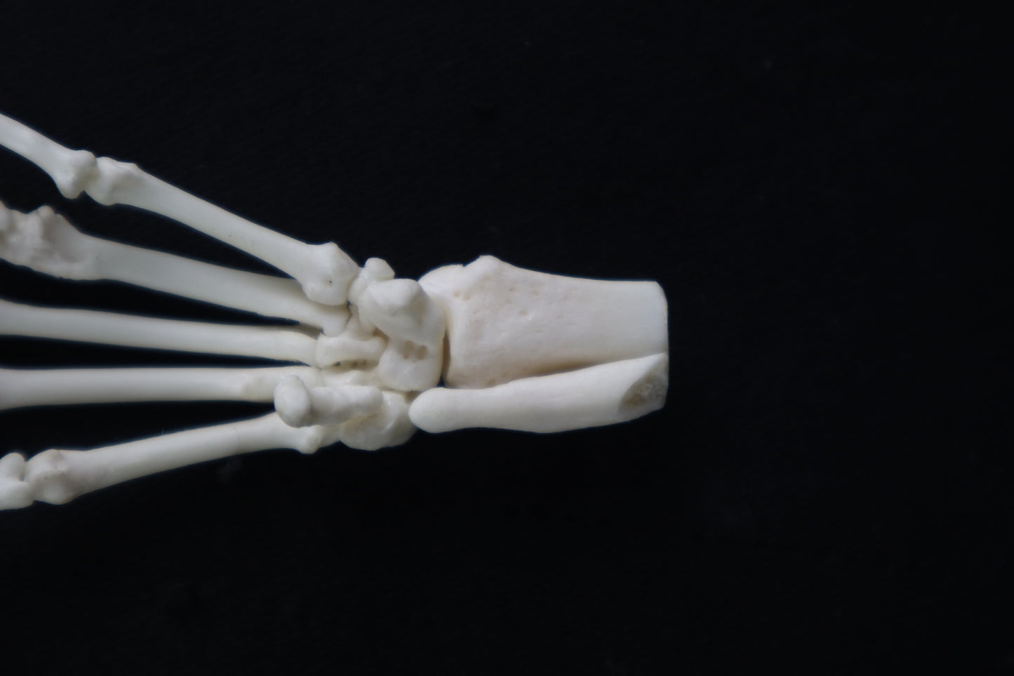 Raccoon Paw Articulation