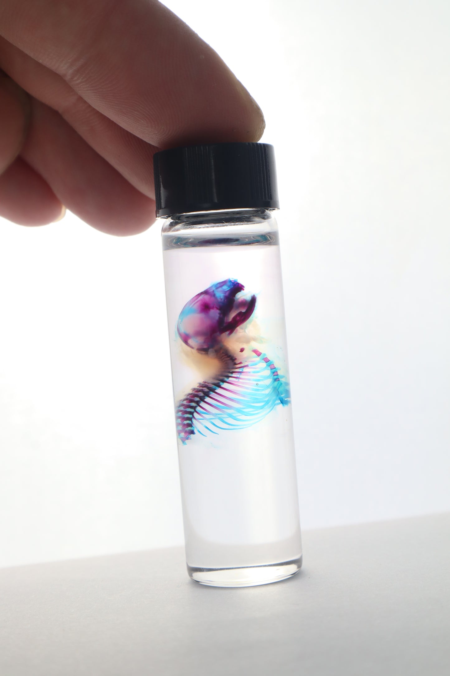 Diaphonized Baby Mouse Torso