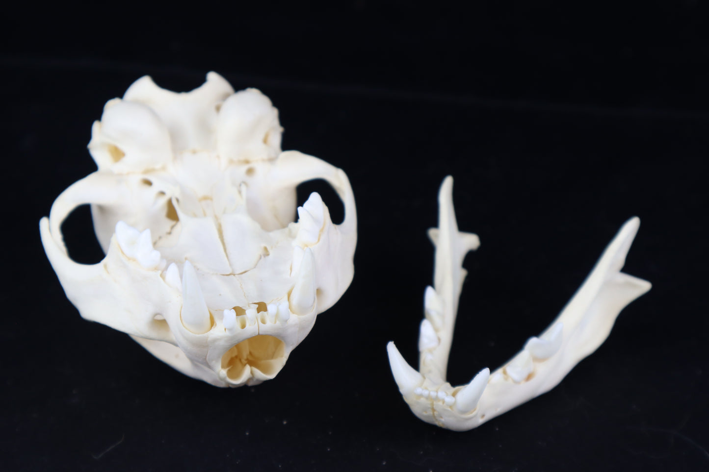 Juvenile Bobcat Skull