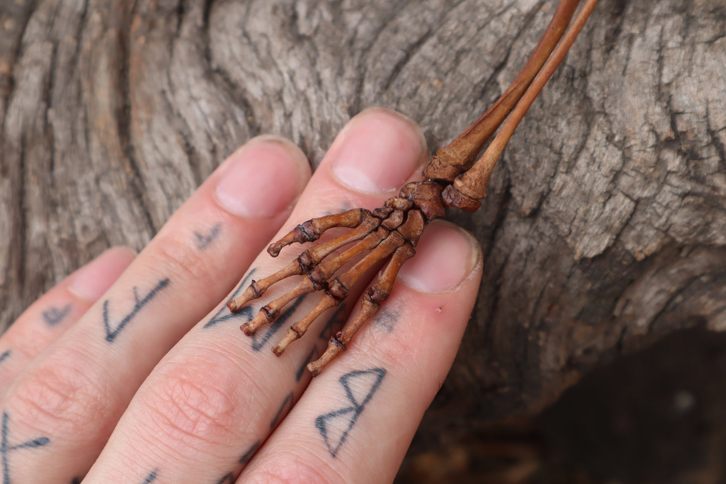 Juvenile Opossum Leg Articulation