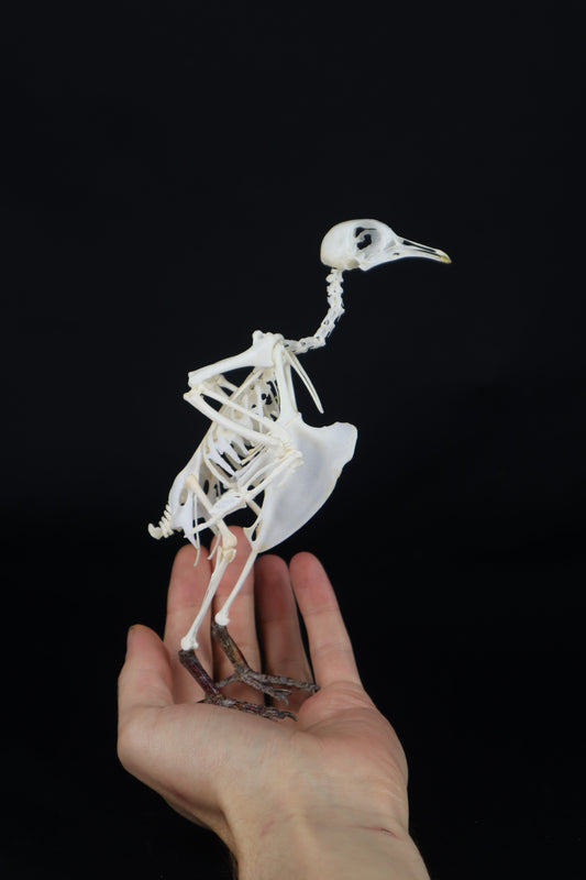Articulated Pigeon Skeleton