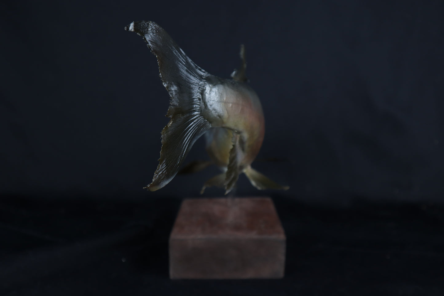 Chinook Salmon Taxidermy
