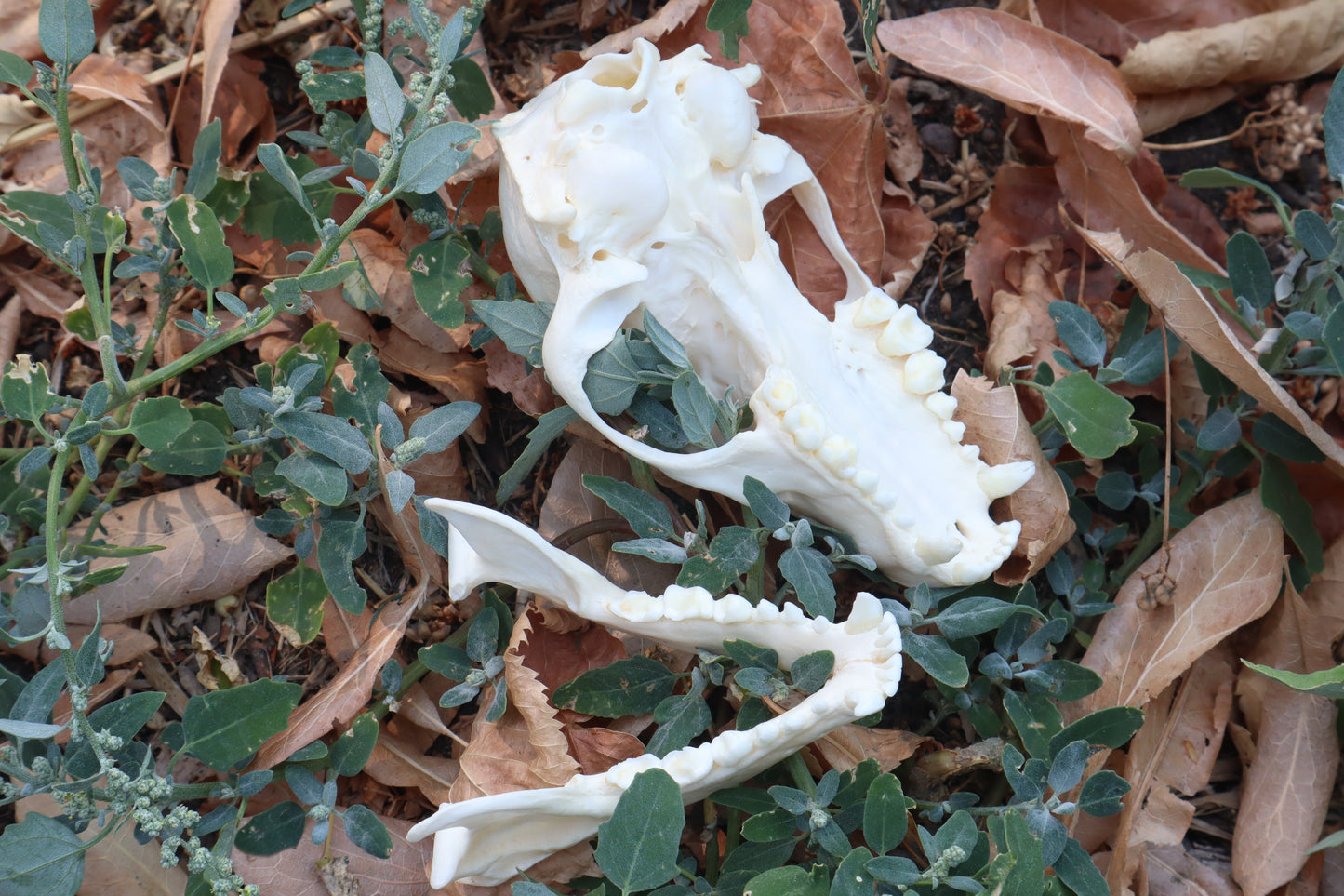 Raccoon Skull