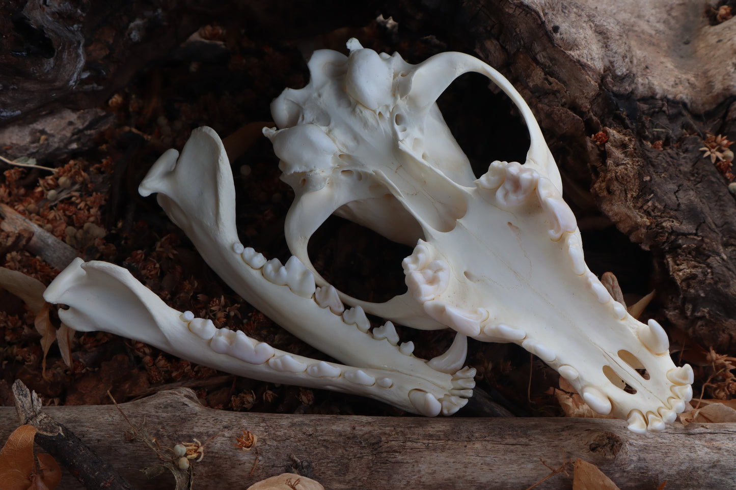 Pathological Coyote Skull