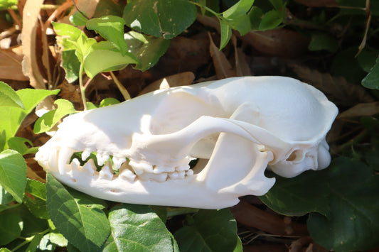 Gray Fox Skull