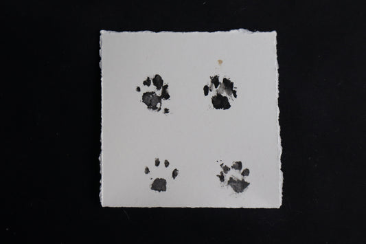 Fetal Bobcat Paw Print