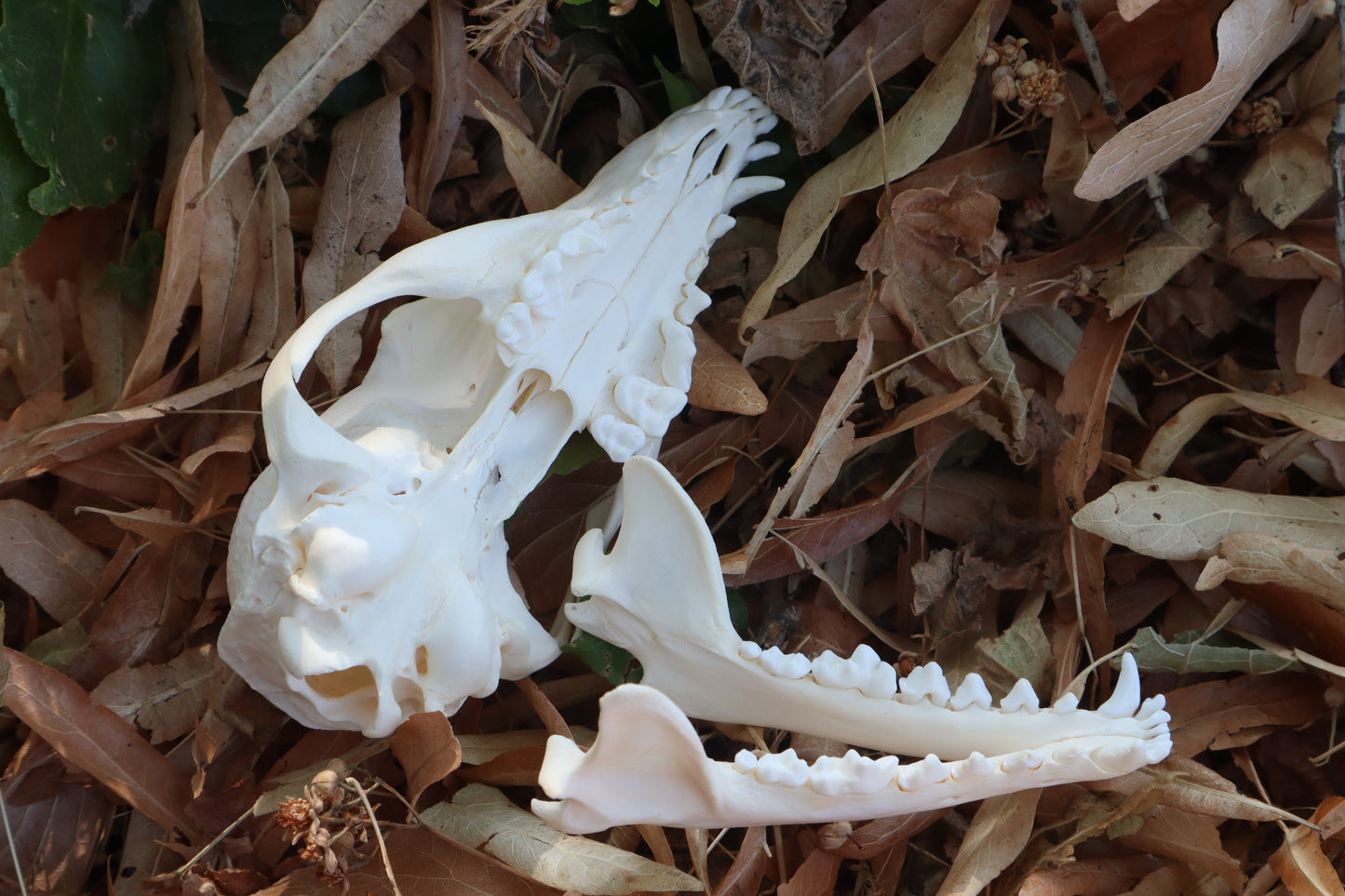 Gray Fox Skull