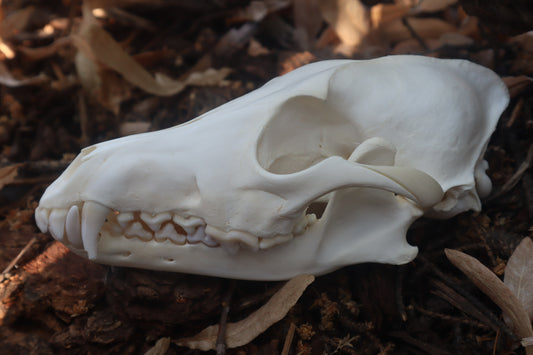 Coyote Skull