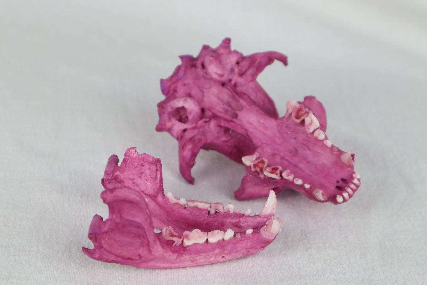 Naturally Stained Damaged Raccoon Skull