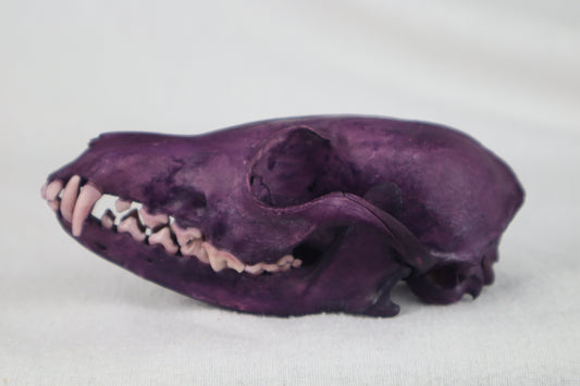 Naturally Stained Red Fox Skull