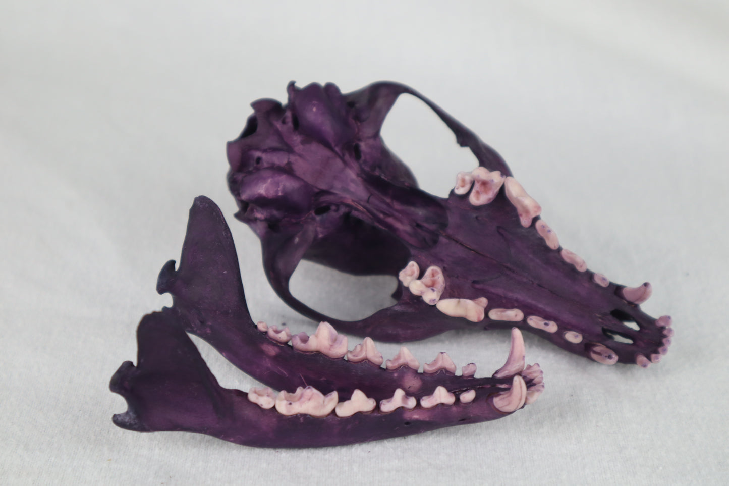 Naturally Stained Red Fox Skull