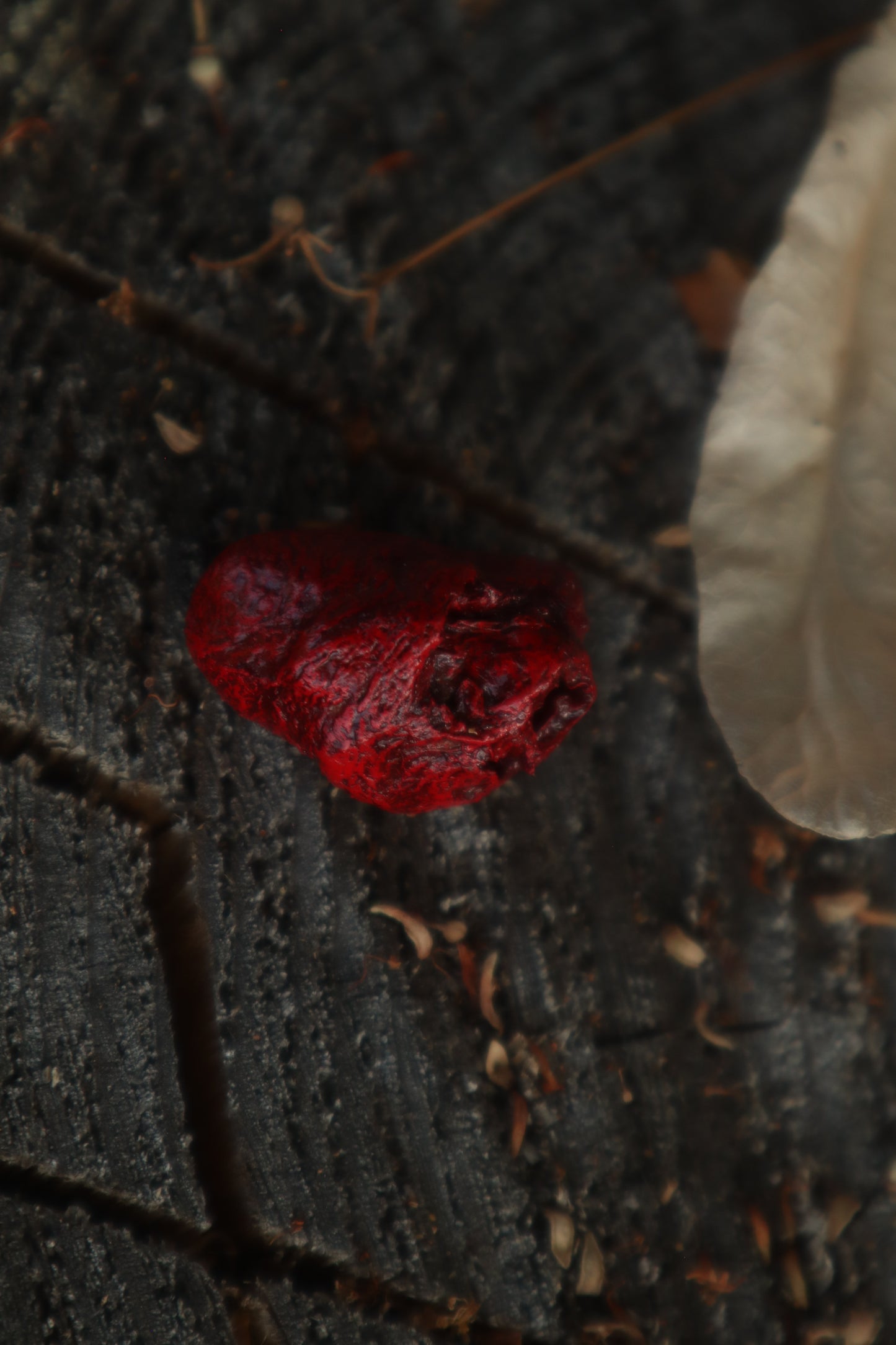 Dry Preserved Chicken Heart