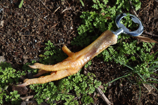 Chicken Foot Bottle Opener