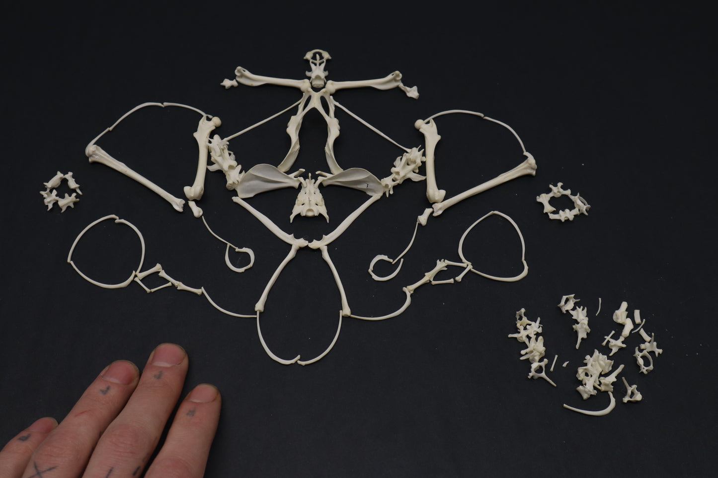 Eastern Gray Squirrel Skeleton Lot