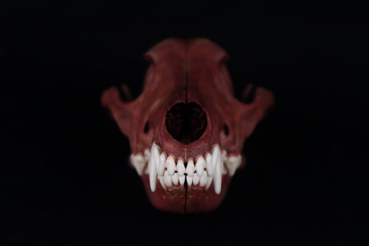 Naturally Stained Coyote Skull
