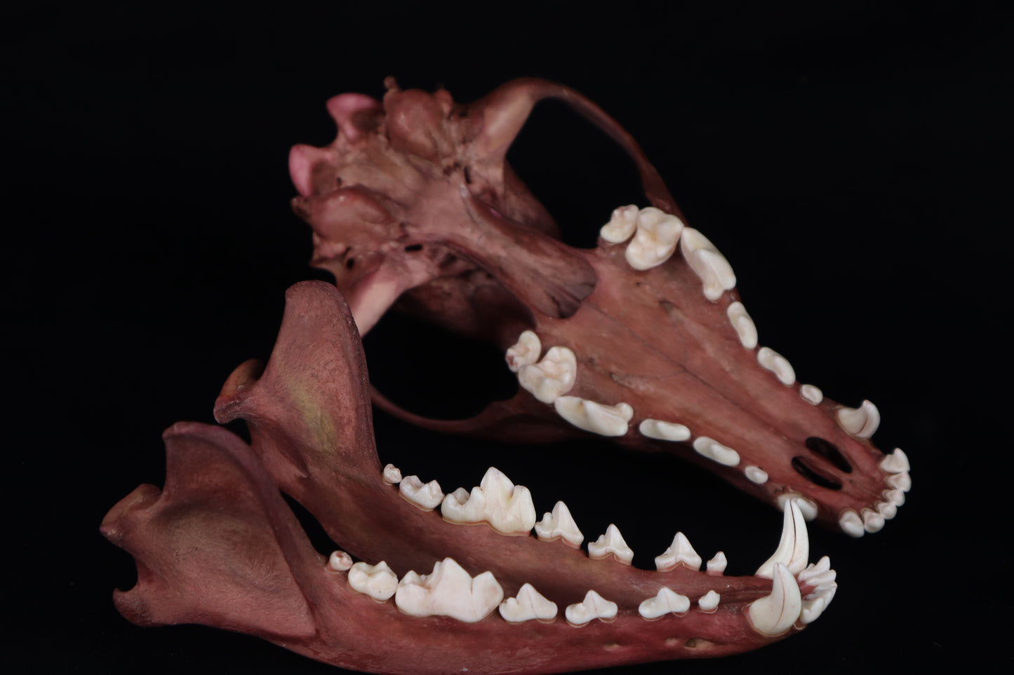 Naturally Stained Coyote Skull