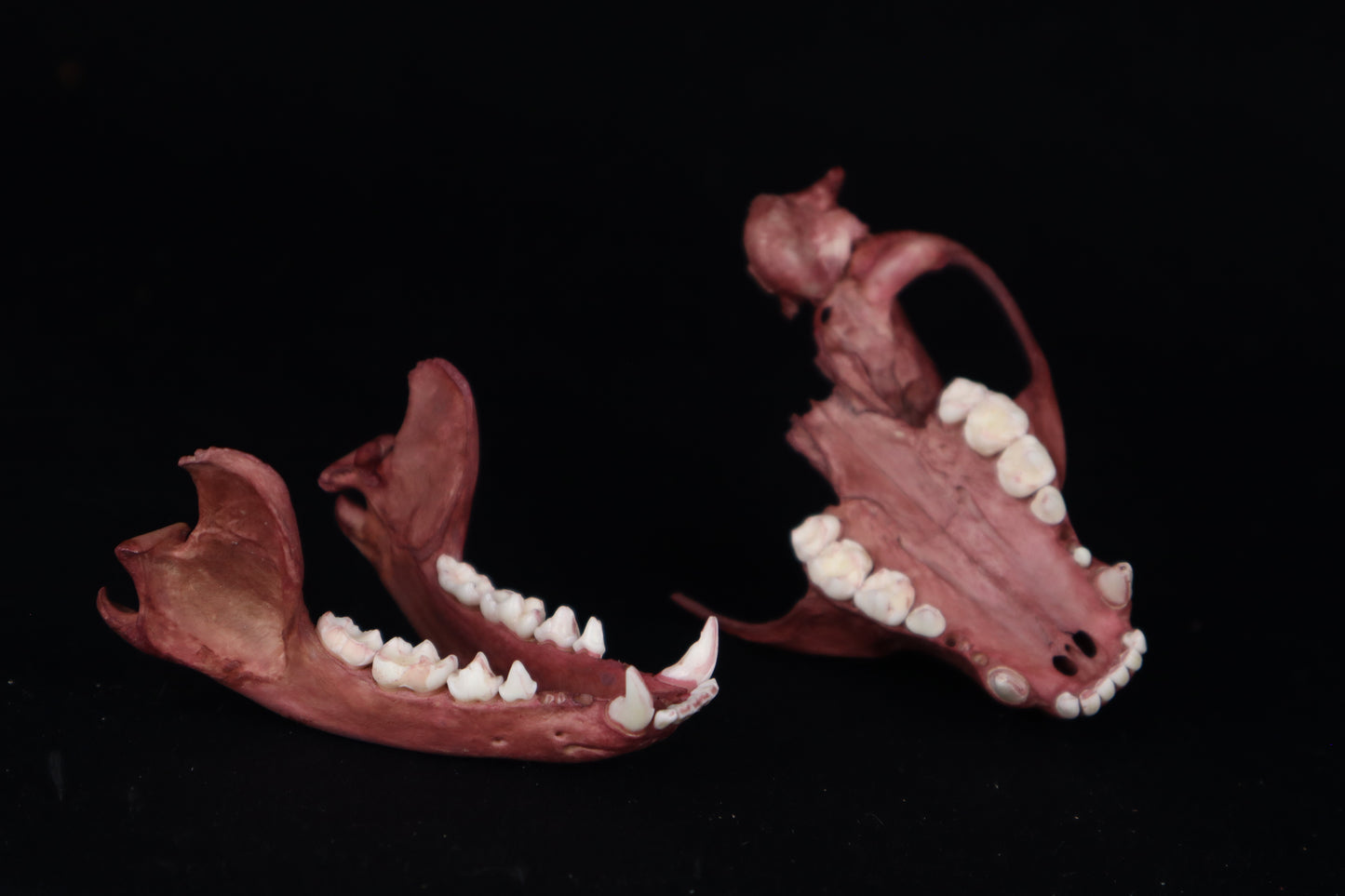 Naturally Stained Damaged Raccoon Skull