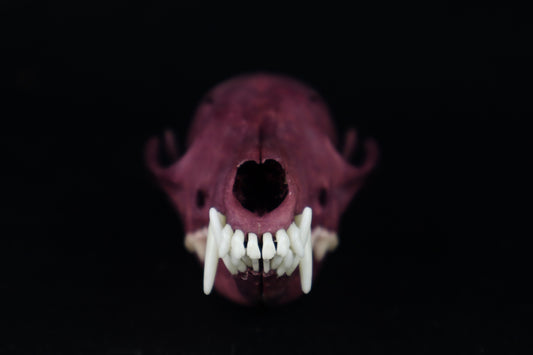 Naturally Stained Red Fox Skull